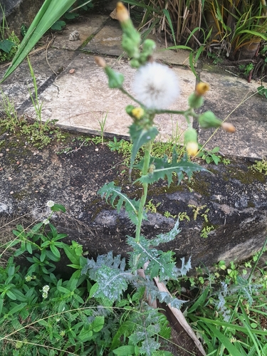 Common Sow-thistle