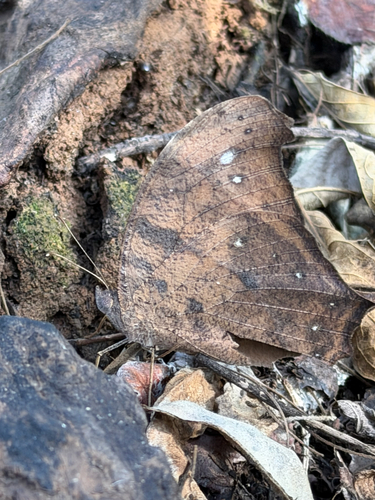 African Common Evening Brown