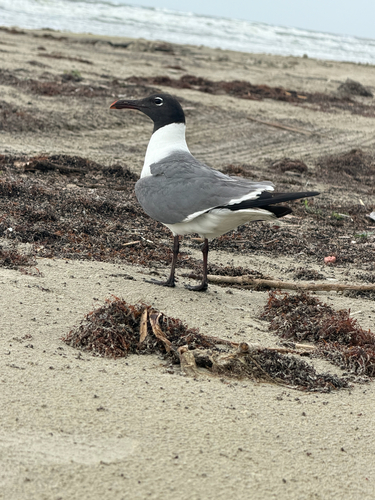 Laughing Gull