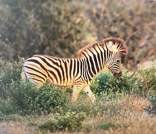 Chapman's Zebra