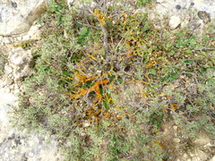 Pimelea aridula aridula