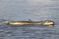 Catostomus catostomus