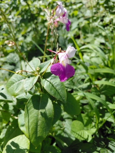 Kashmir Balsam