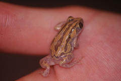 Kassina senegalensis