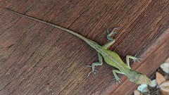 Anolis carolinensis
