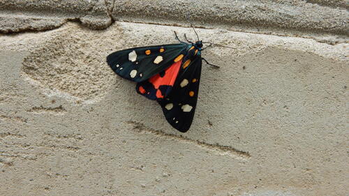 Scarlet Tiger, Ардатов, Нижегородская обл., Россия, 607130, photo 7 of 10
