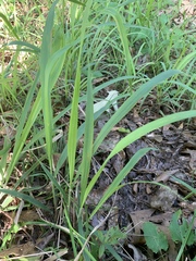 Paspalum floridanum