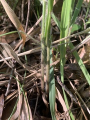 Paspalum floridanum