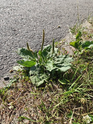 greater plantain