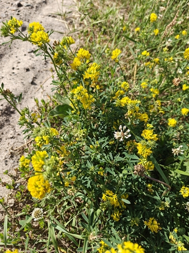 sickle alfalfa
