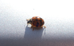 Harmonia axyridis