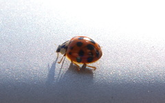 Harmonia axyridis