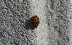 Harmonia axyridis