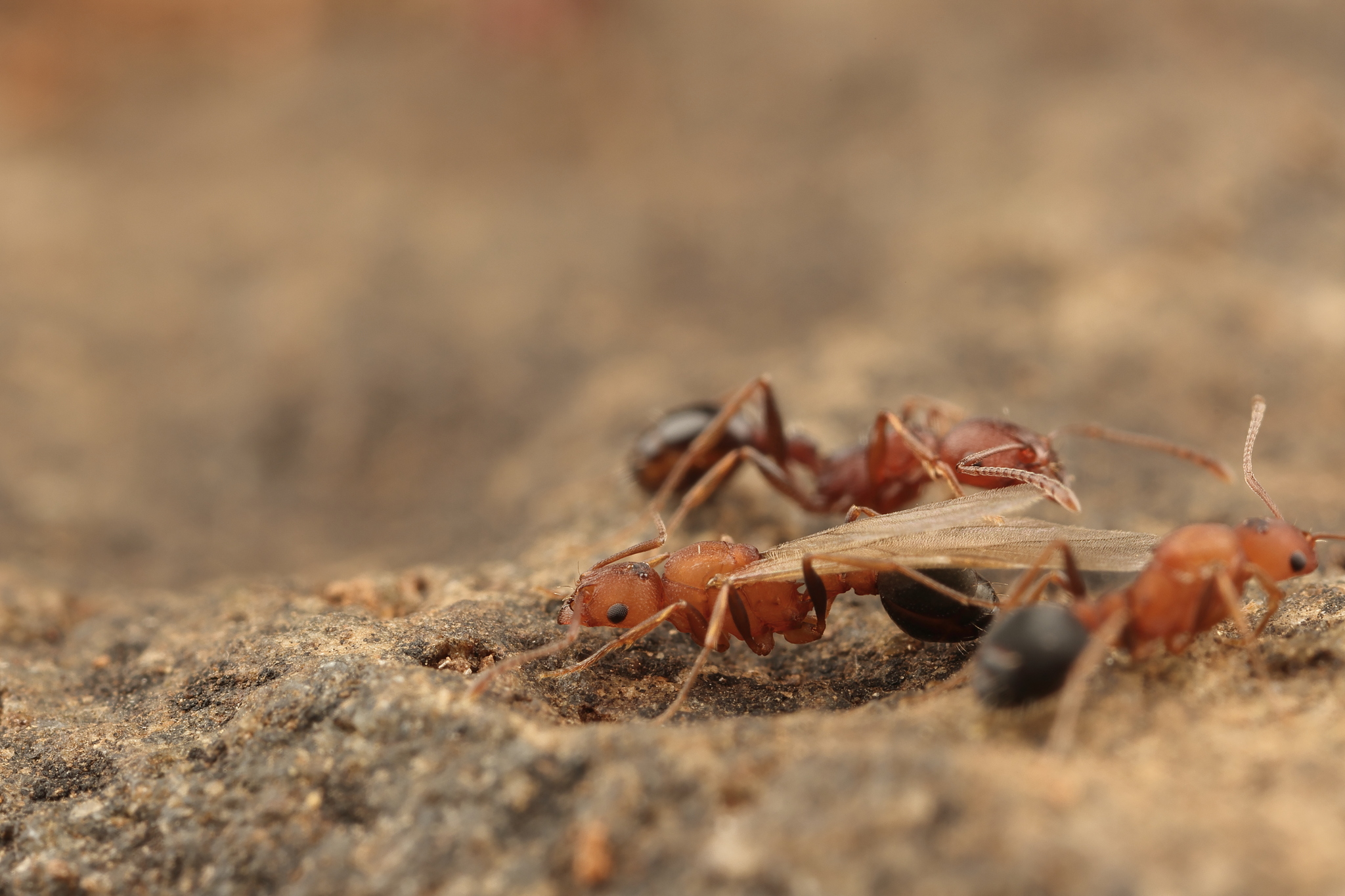 Tetramorium microgyna