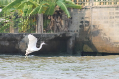 Egretta garzetta