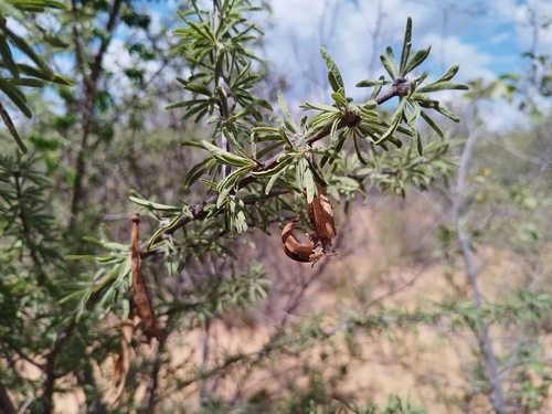 Kalahari Gold