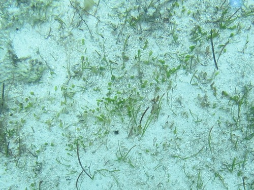 Halophila gaudichaudii iNat (1)