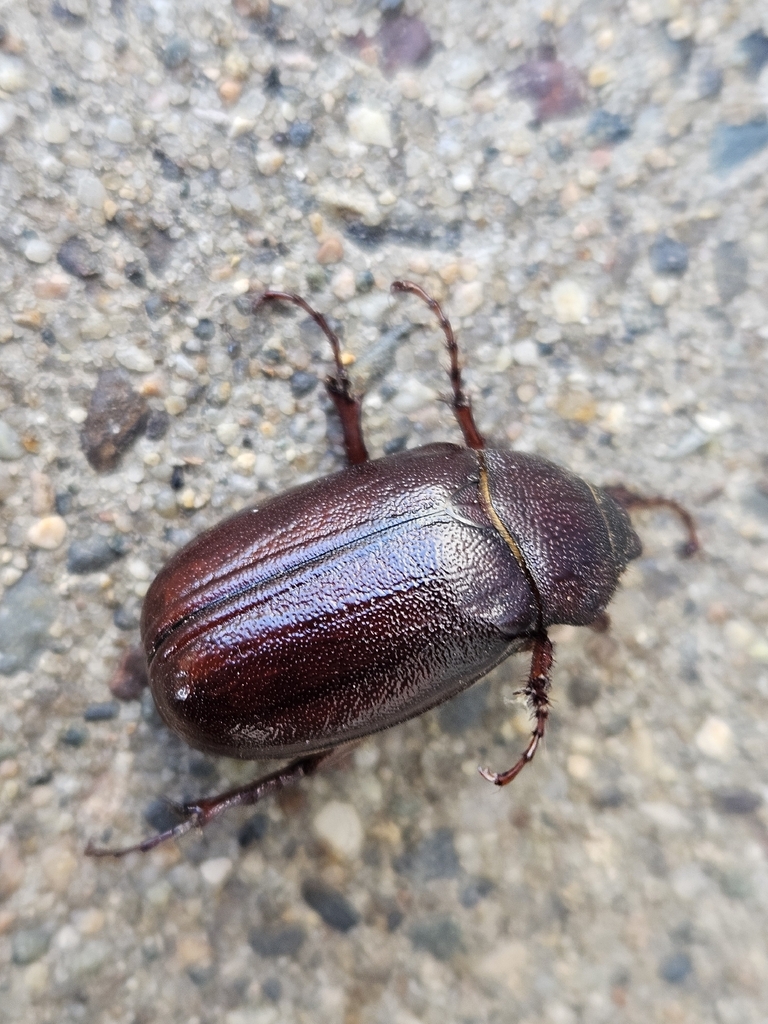 Phyllophaga hornii