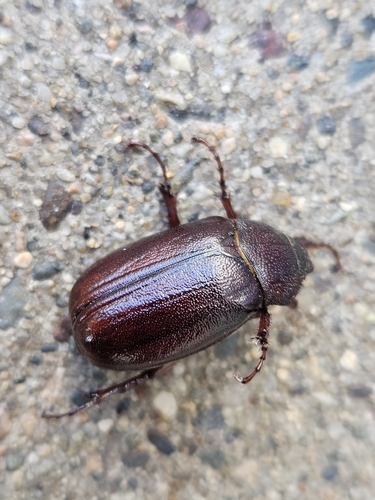 Phyllophaga hornii
