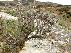 Pimelea aridula aridula