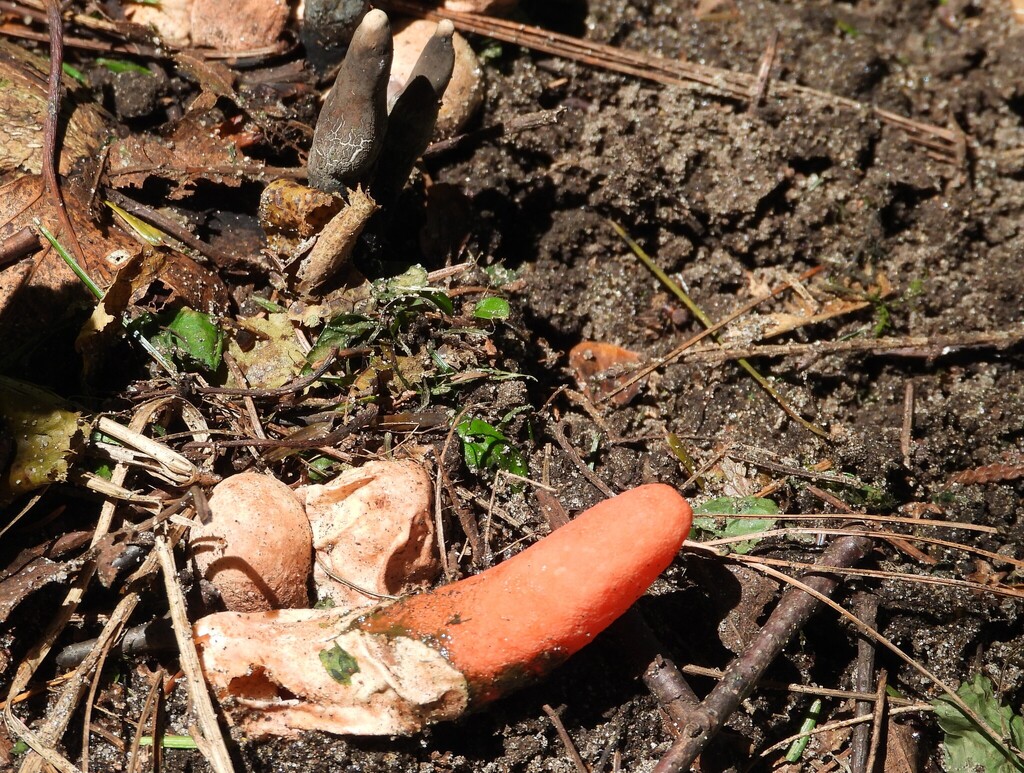 devil's dipstick · June 2026 · photo: Photo: no rights reserved · iNaturalist