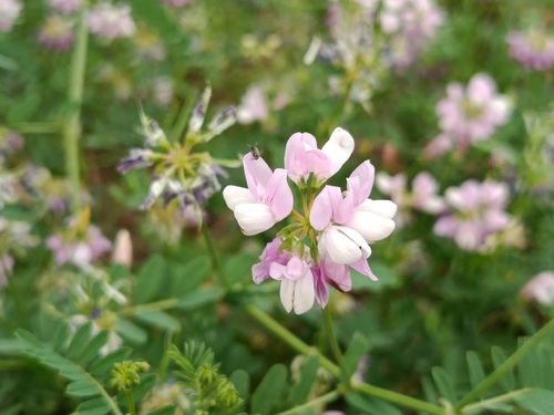 purple crownvetch