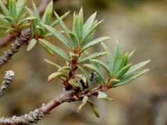 Pimelea aridula aridula