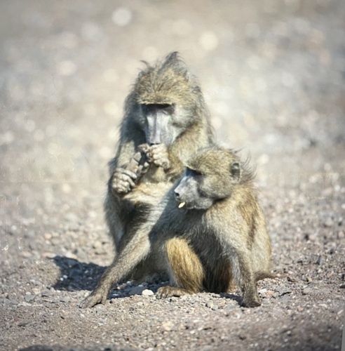 Grayfoot Chacma Baboon