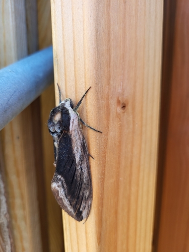 Privet Hawkmoth