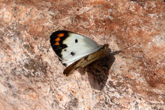 Colotis aurora