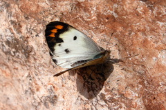 Colotis aurora