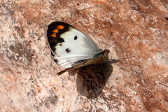Colotis aurora
