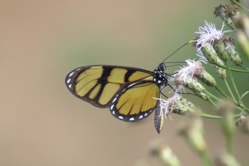 Dero Clearwing