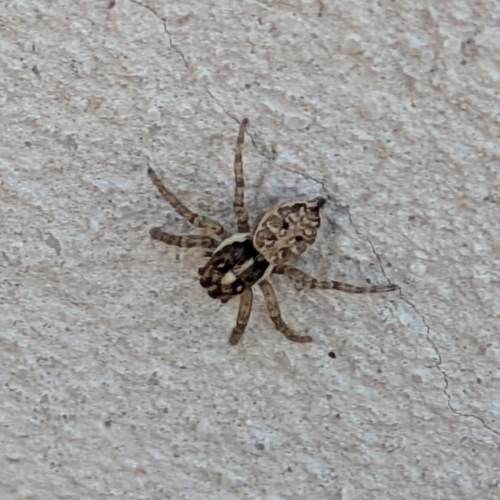 Half-edged Wall Jumping Spider