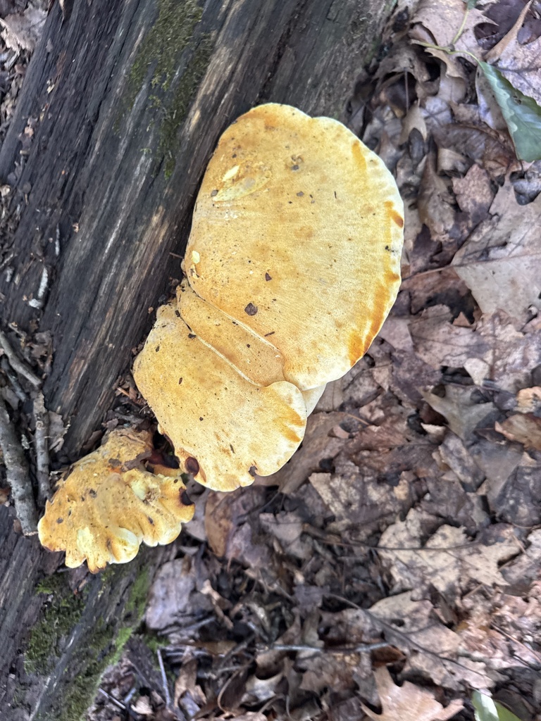 Oak polypore
