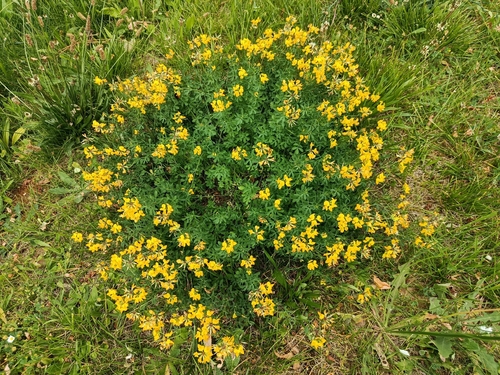 bird's-foot trefoil