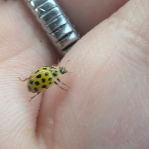 22-spot Ladybird