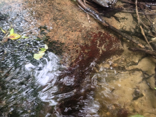 Riverina rivularis