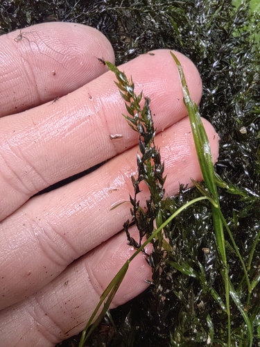 Willow Moss