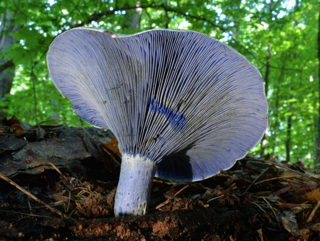 indigo milk cap · June 2026 · photo: Photo: (c) Ben Gruhot, some rights reserved (CC BY) · iNaturalist