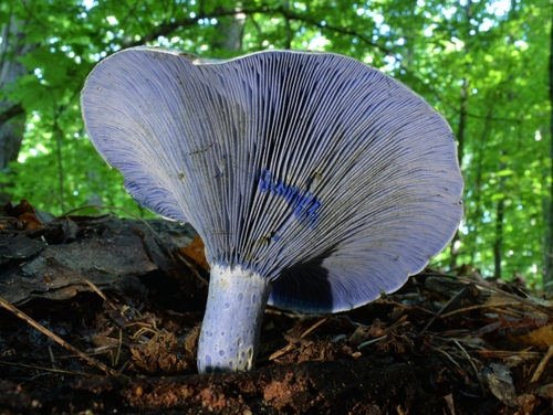 Indigo Milk Cap