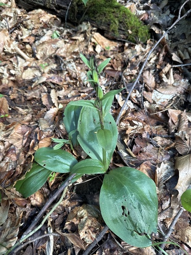 Showy Orchis