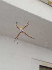 Argiope argentata
