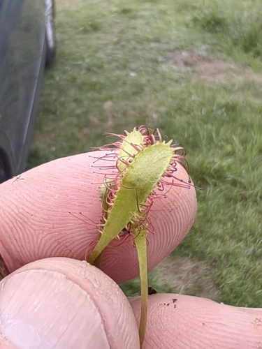 Great Sundew