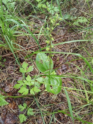 Common Twayblade