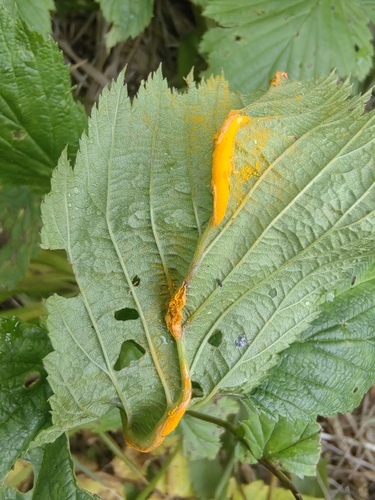 meadowsweet rust