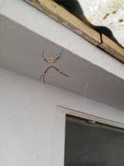 Argiope argentata