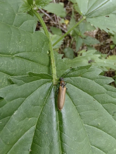 bordered click beetle