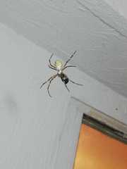 Argiope argentata