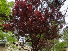 Prunus salicina